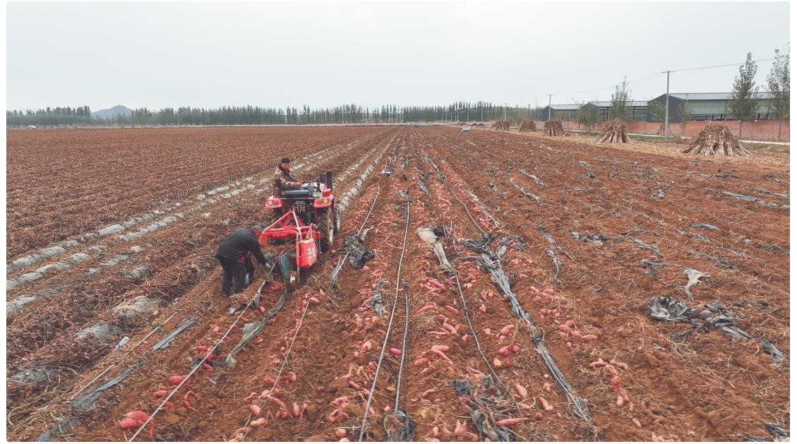 “黑科技”绘就“好丰景” 秦皇岛市卢龙县推广脱毒薯苗技术带动农户走上致富路