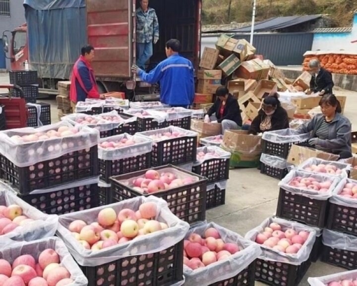 秦皇岛青龙：帮扶“果”甜了农户心