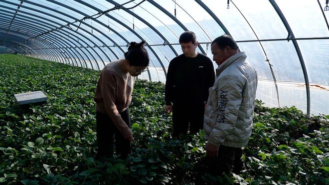 抚宁区:棚室草莓“抢鲜”迎新年