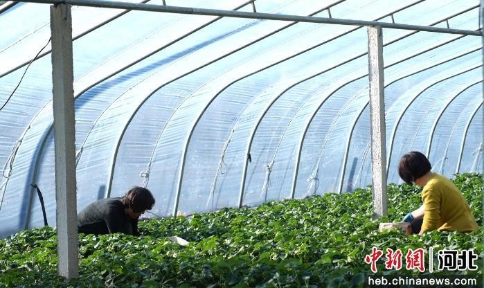 秦皇岛青龙：“莓”好产业赋能乡村振兴