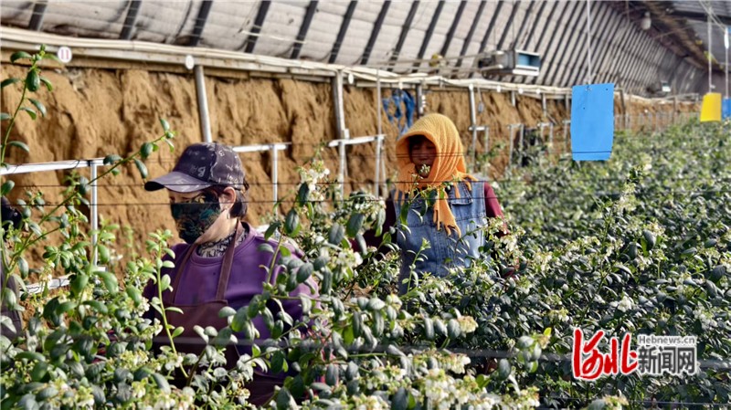 秦皇岛卢龙：蓝莓迎来盛花期 春节将上市民餐桌