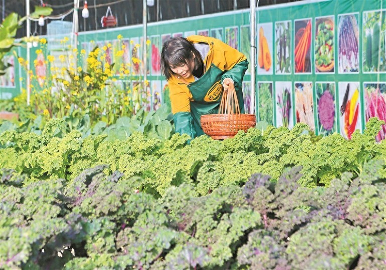 棚室聚暖意 增收有底气