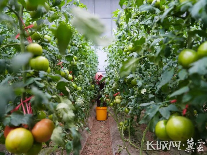 河北秦皇岛：联村共建 抚宁“柿”业旺