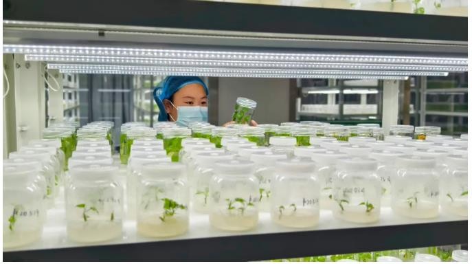 科技赋能全链发展 质量引领薯业振兴